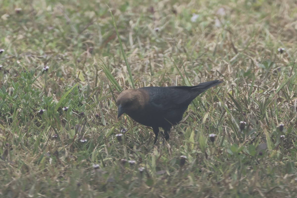 Brown-headed Cowbird - E R