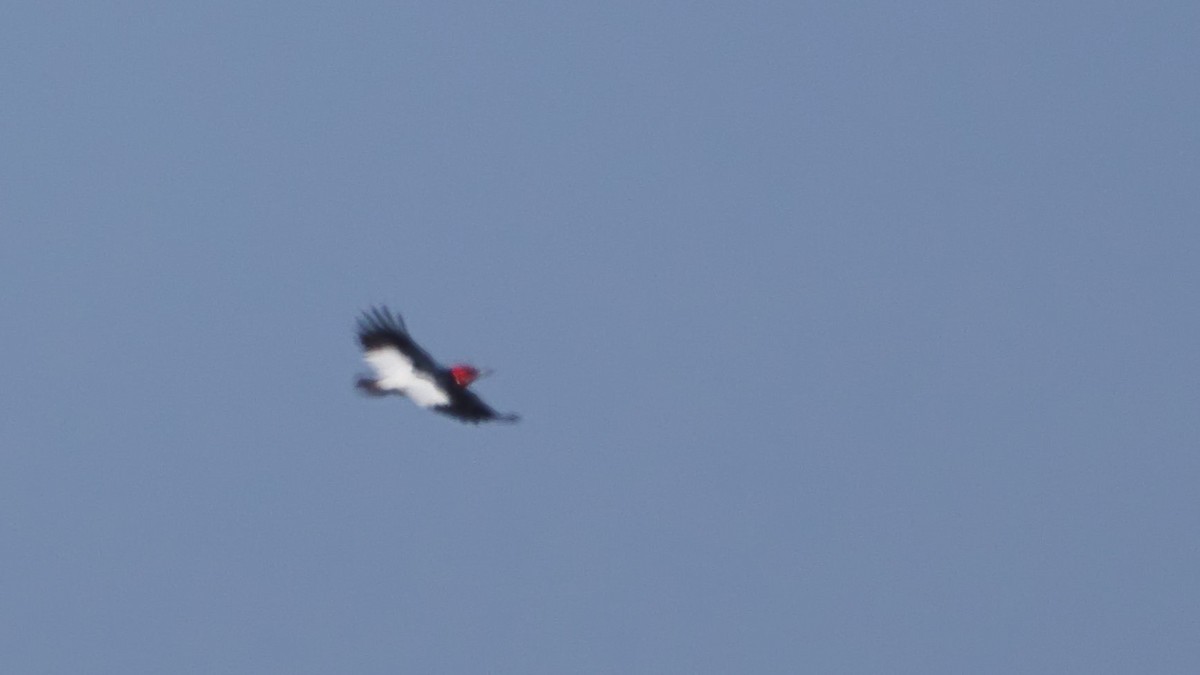 Red-headed Woodpecker - ML618267651