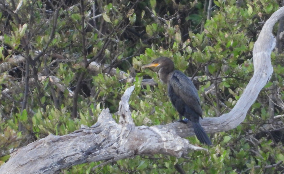 Neotropic Cormorant - Cisca  Rusch