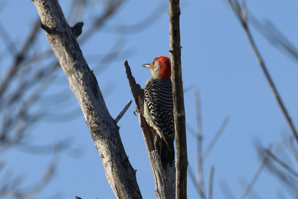 Red-bellied Woodpecker - E R