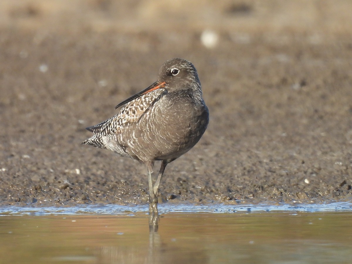 Spotted Redshank - ML618267709
