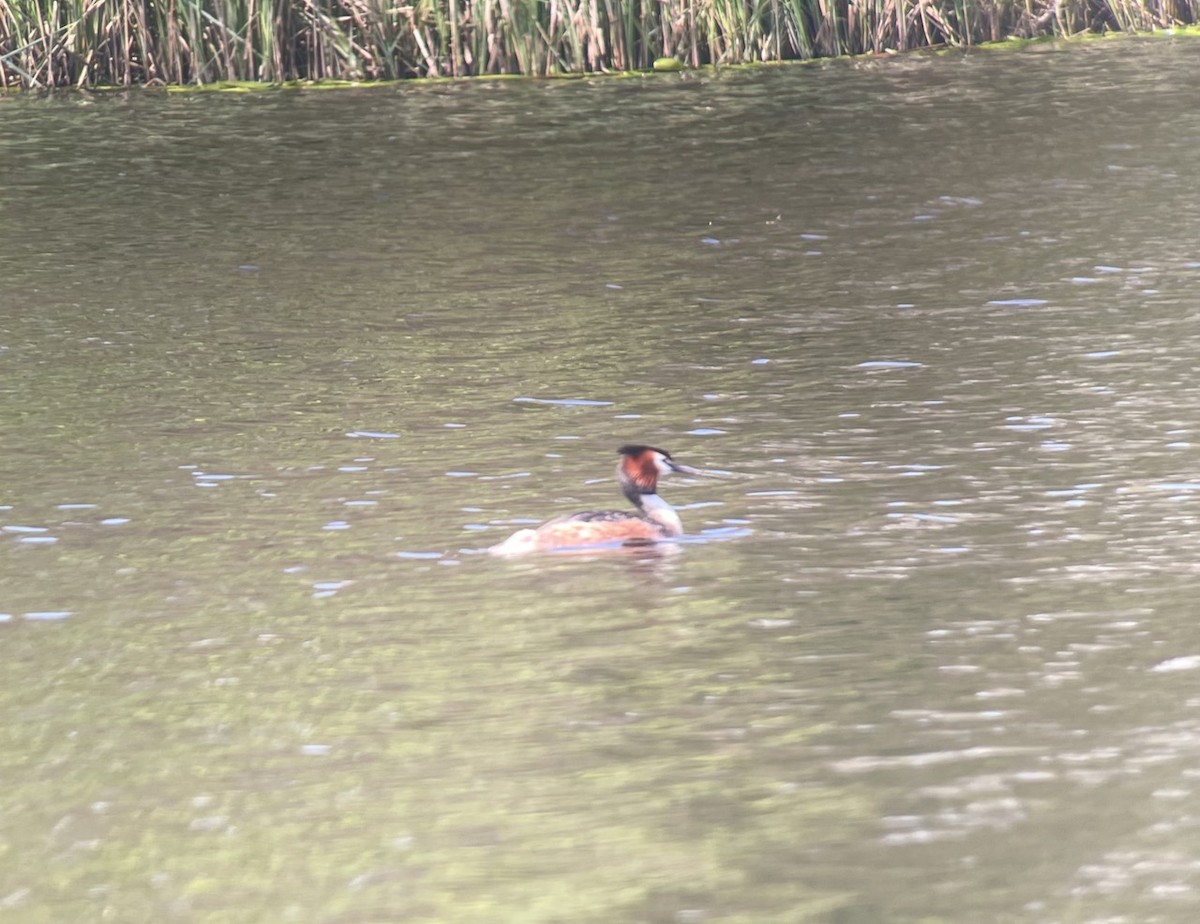 Great Crested Grebe - ML618267728