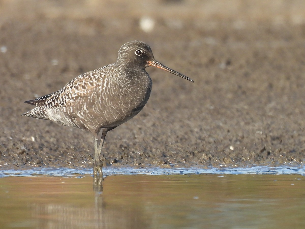 Spotted Redshank - ML618267729