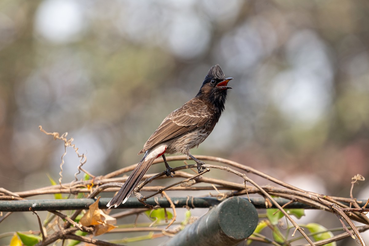 Red-vented Bulbul - ML618267730
