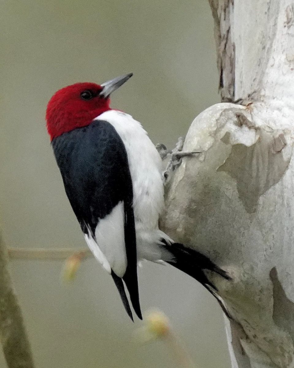 Red-headed Woodpecker - Dennis Mersky