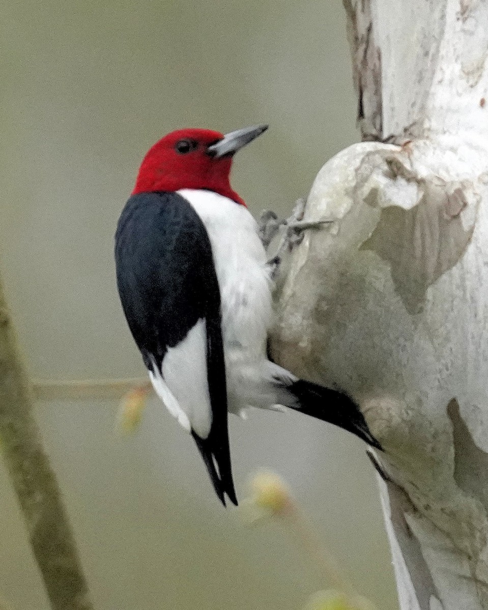 Red-headed Woodpecker - ML618267737
