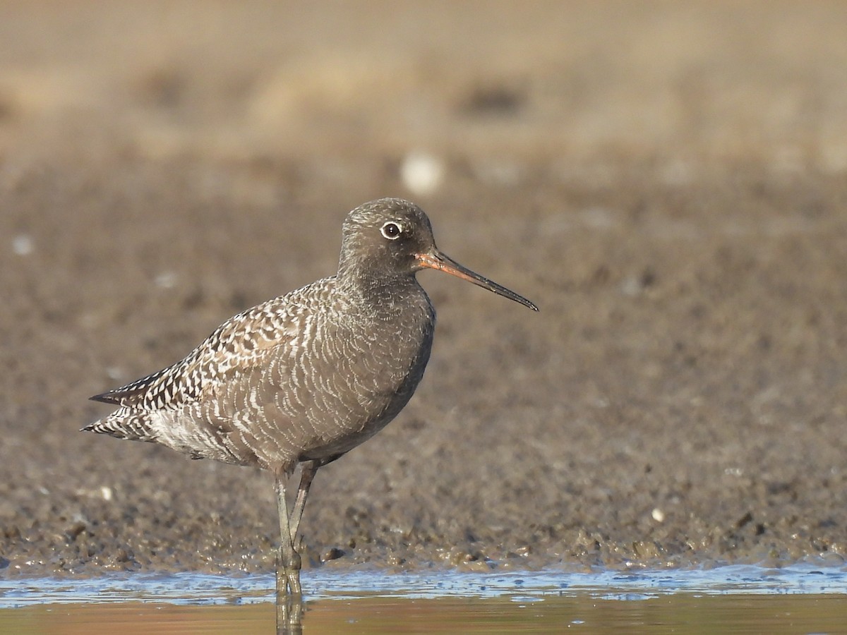Spotted Redshank - ML618267753