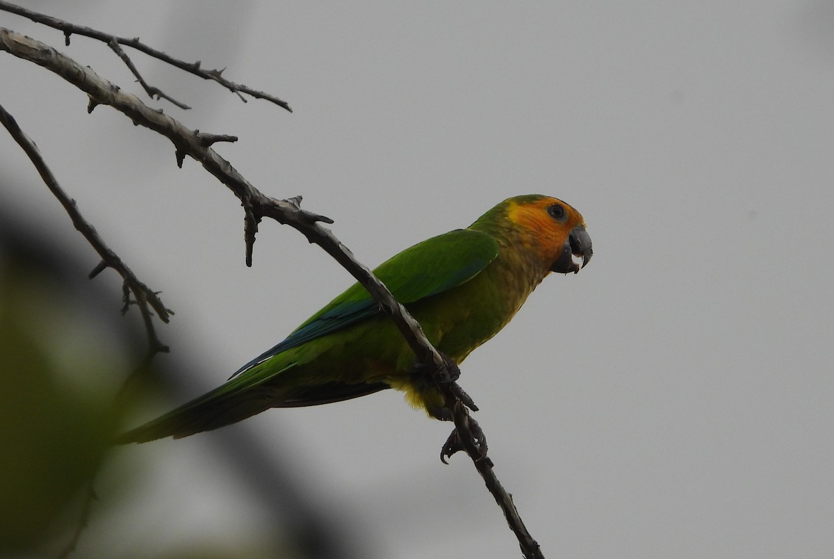 Brown-throated Parakeet - ML618267758