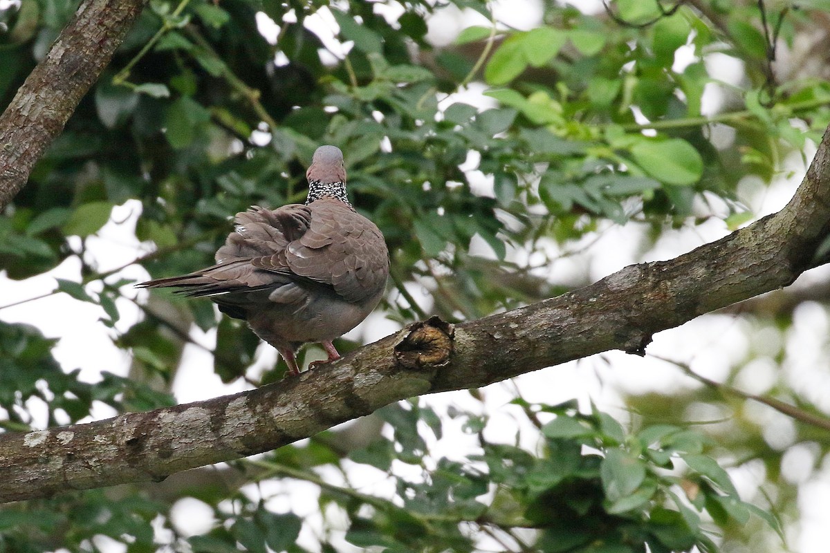 Spotted Dove - ML618267765
