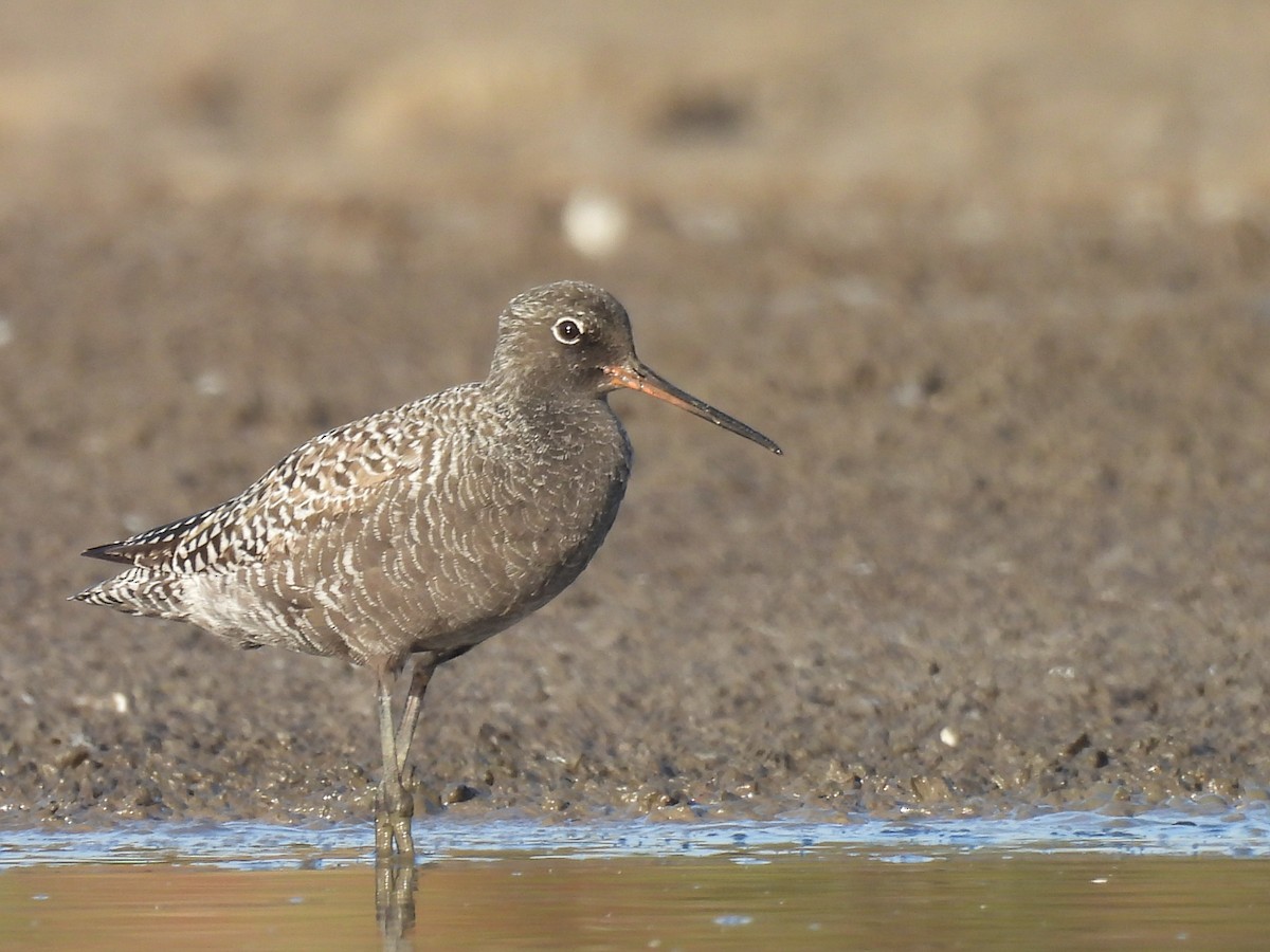 Spotted Redshank - ML618267786