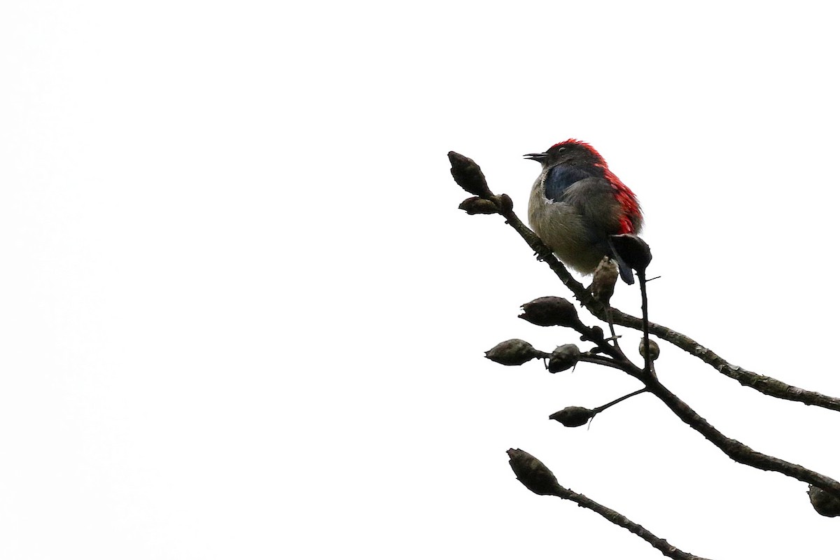 Scarlet-backed Flowerpecker - ML618267792