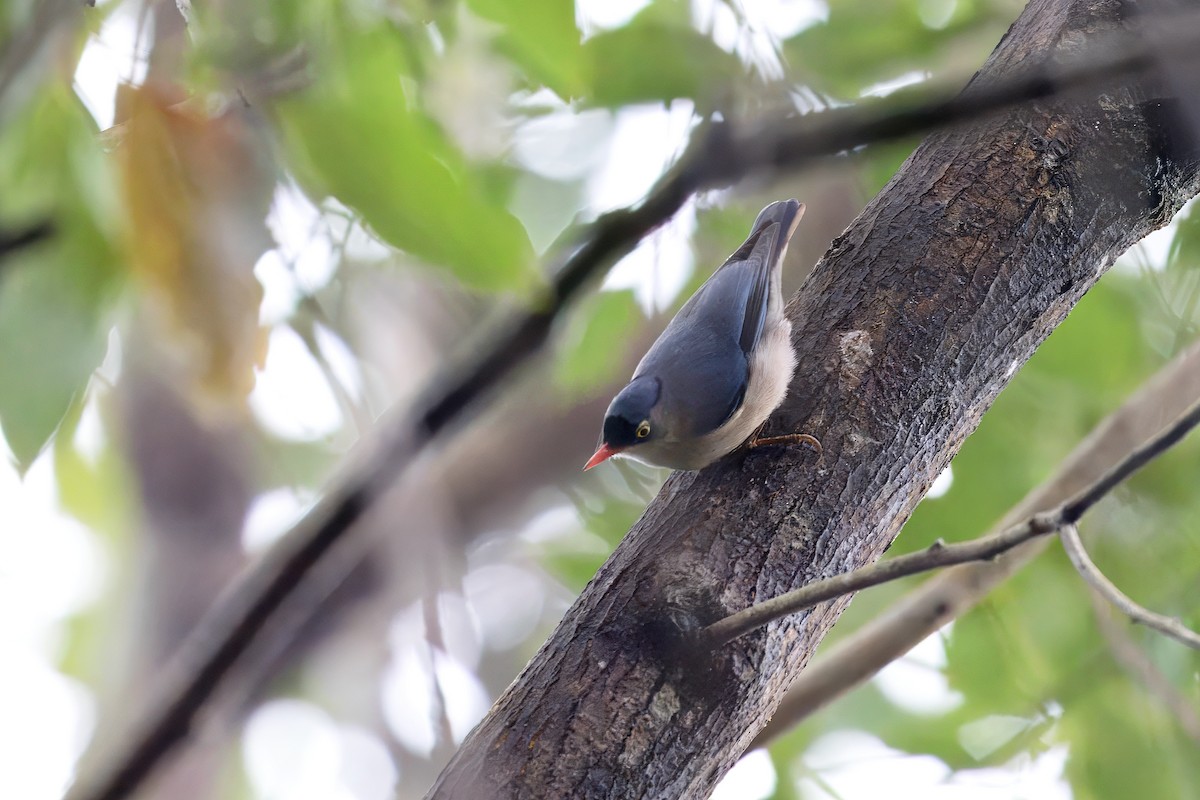 Velvet-fronted Nuthatch - ML618267841