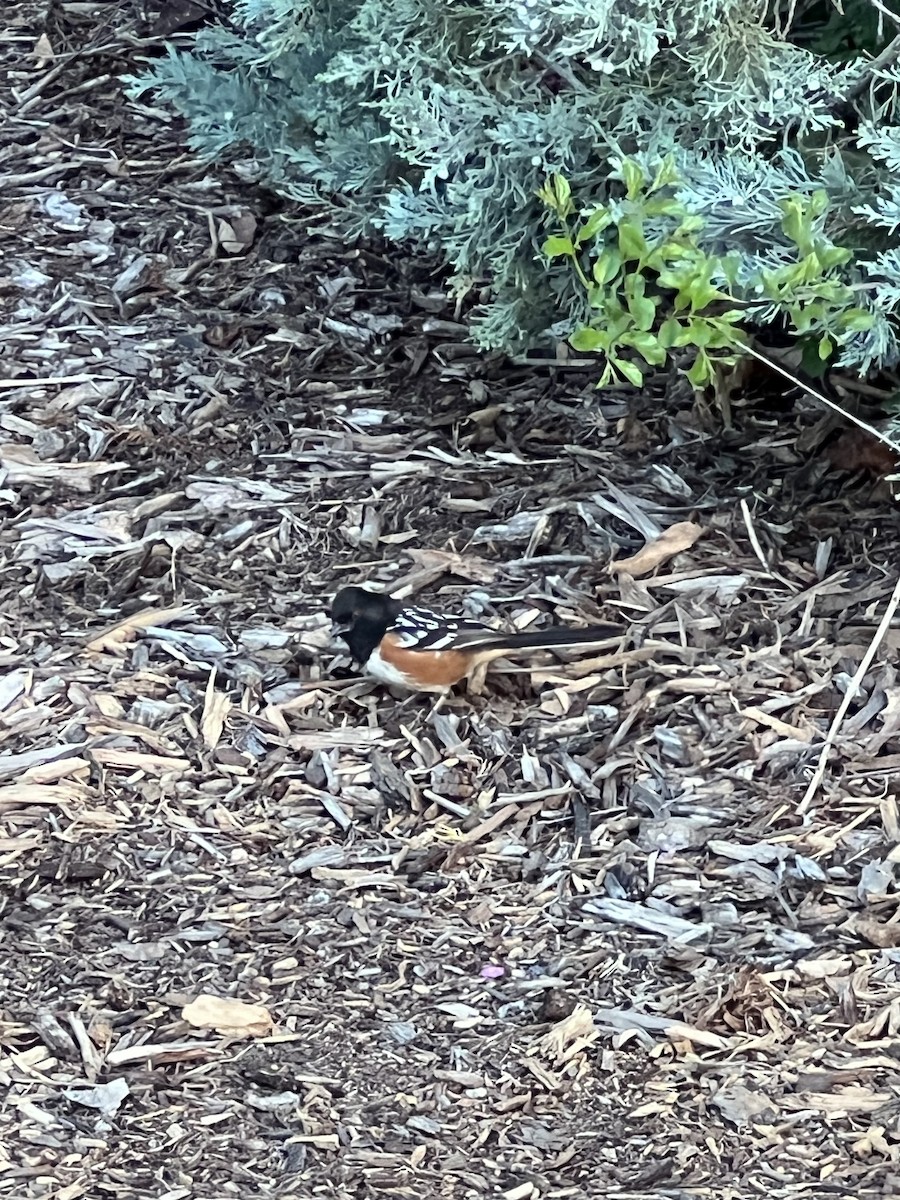 Spotted Towhee - ML618267853