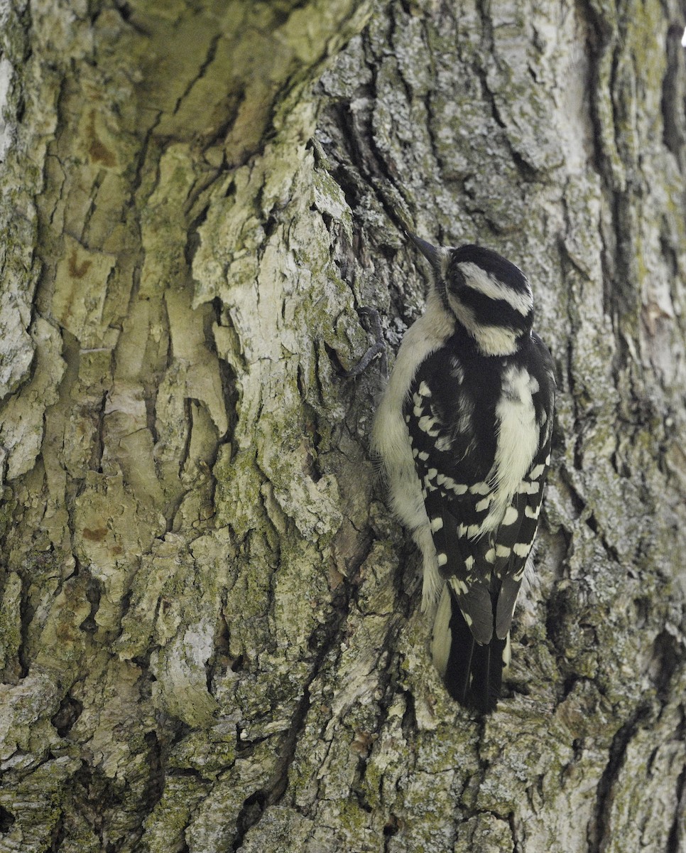 Downy Woodpecker - steve sampson