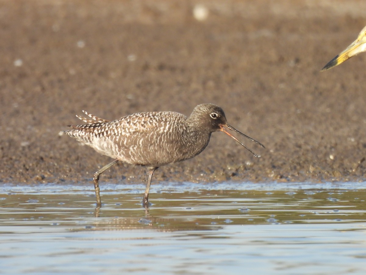 Spotted Redshank - ML618267886
