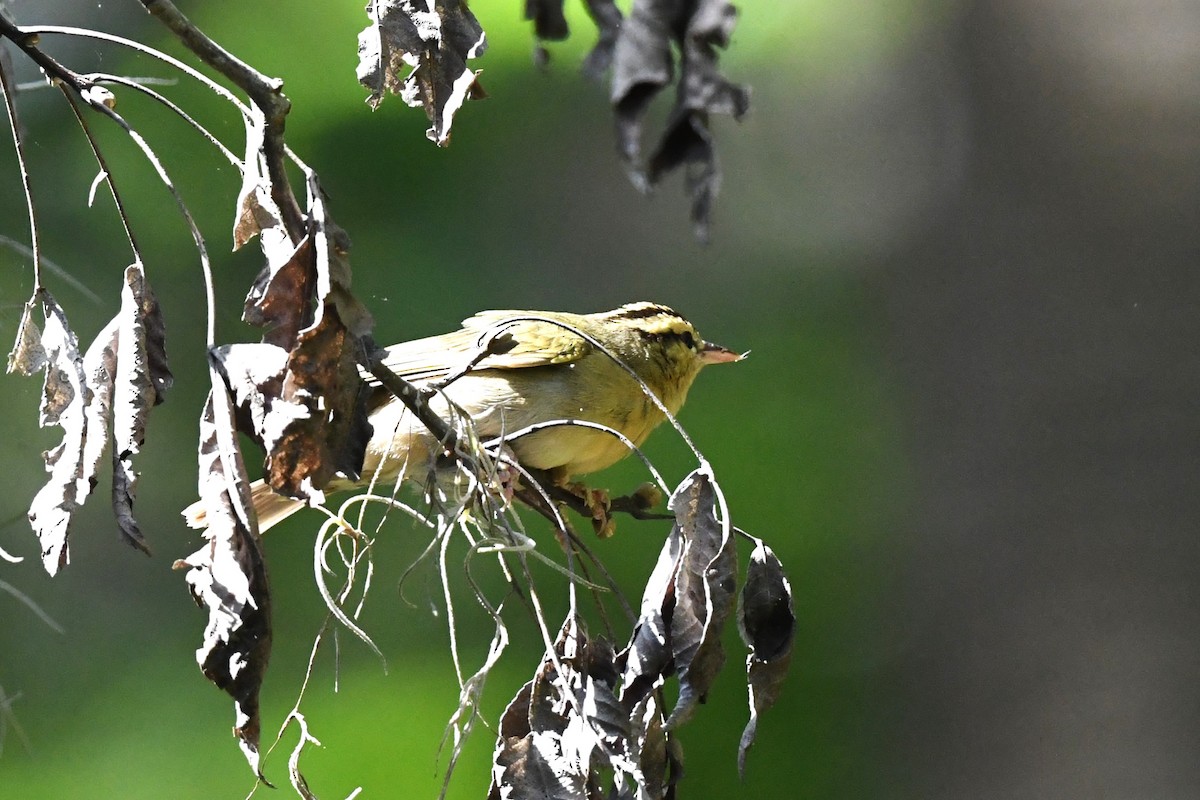 Worm-eating Warbler - Todd Love