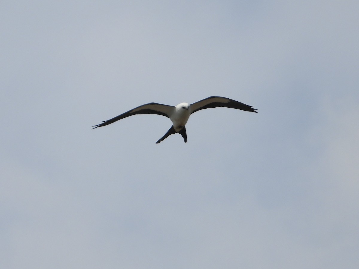 Swallow-tailed Kite - ML618267915