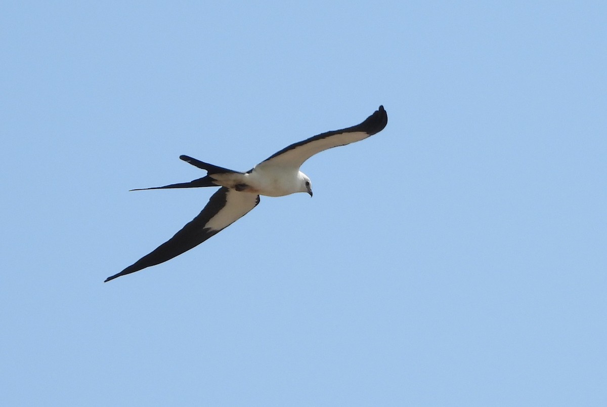 Swallow-tailed Kite - Mark Penkower