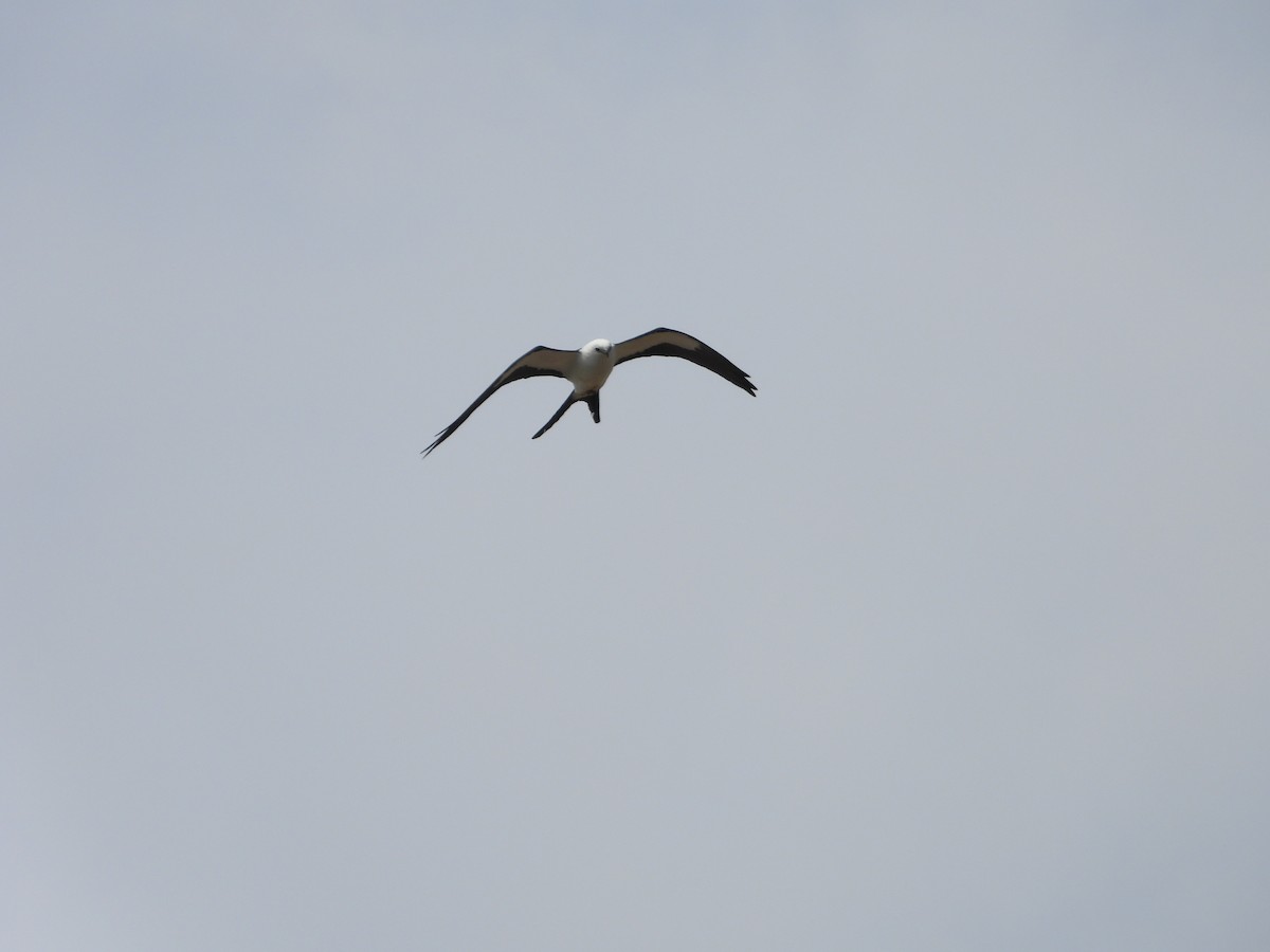 Swallow-tailed Kite - ML618267918