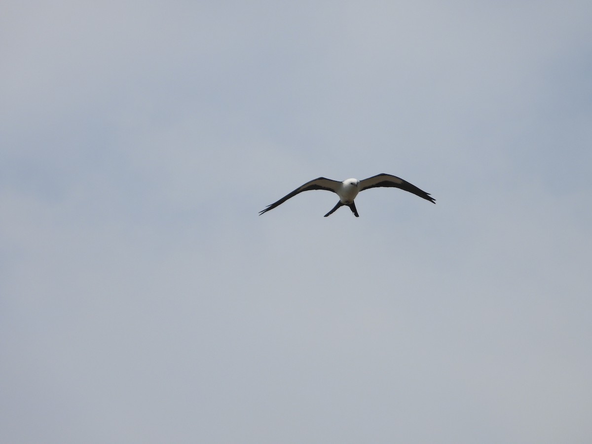 Swallow-tailed Kite - ML618267919