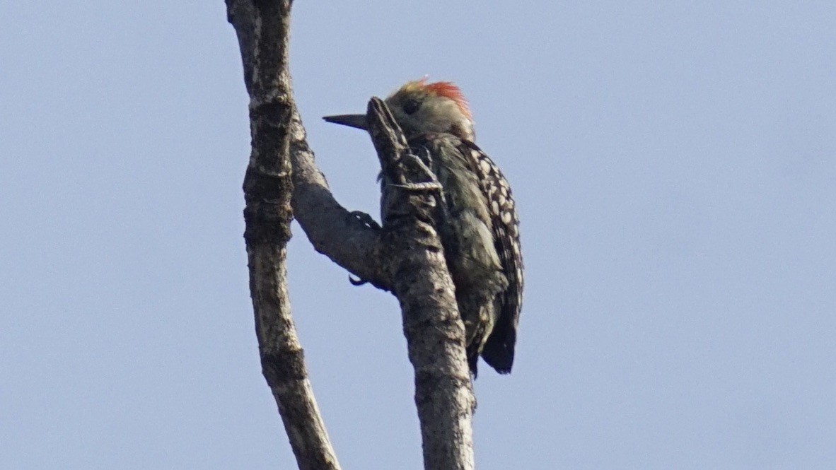 Yellow-crowned Woodpecker - Abhijit Ghaskadbi