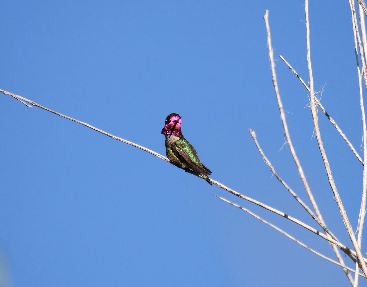 Anna's Hummingbird - ML618267934