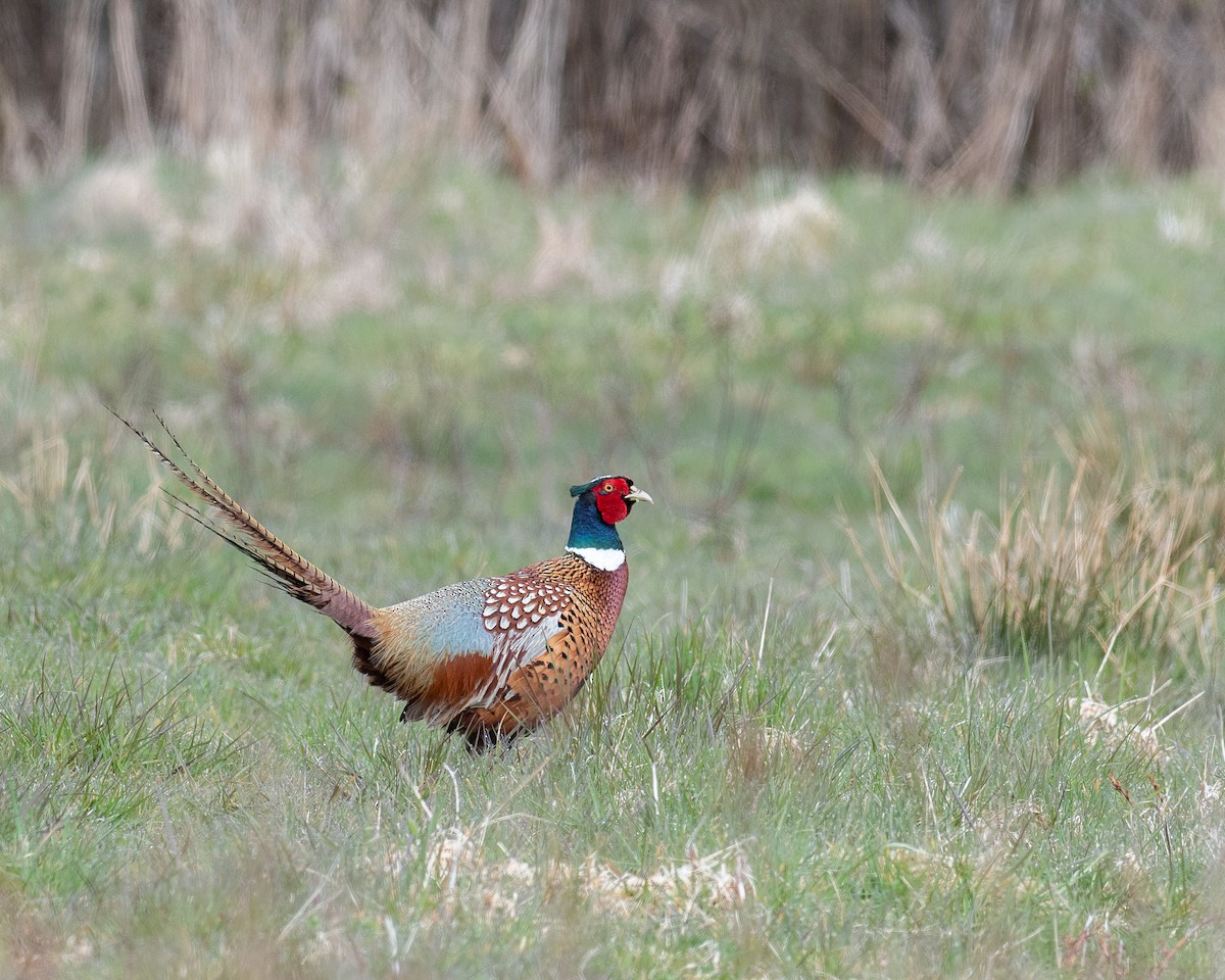 Ring-necked Pheasant - Rick Brown
