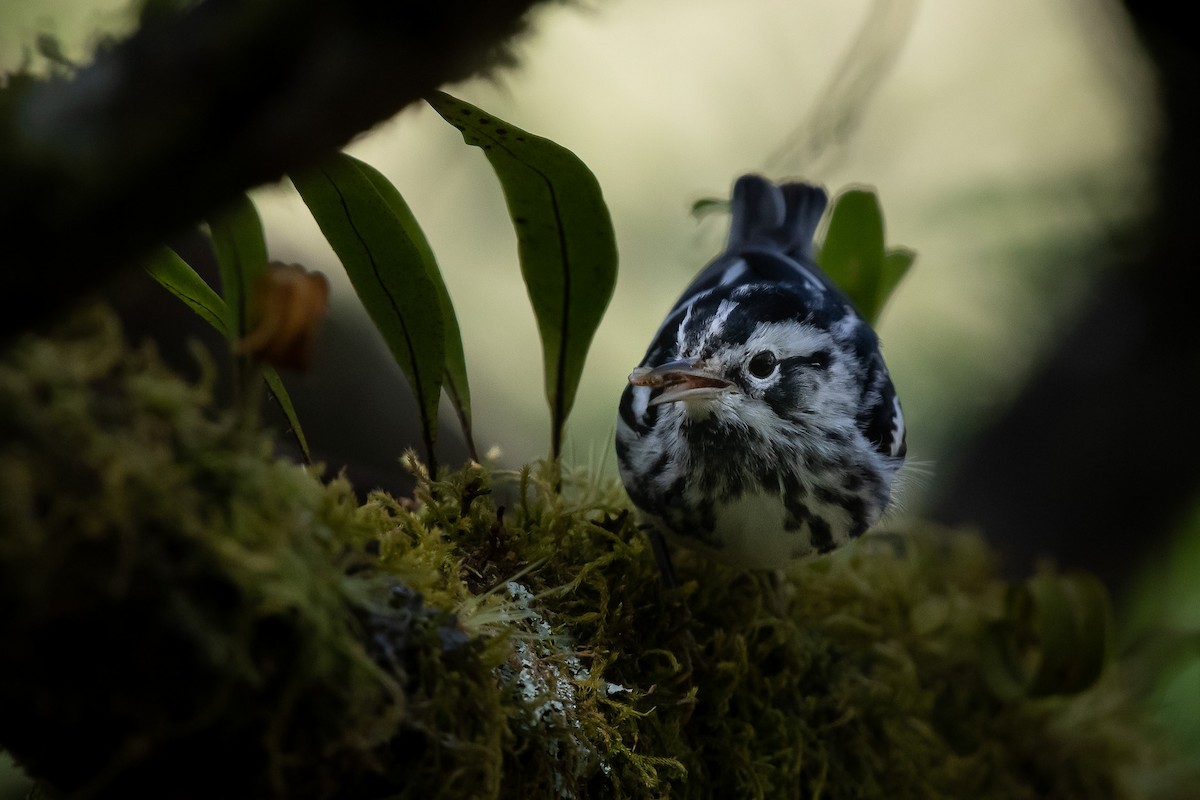 Black-and-white Warbler - ML618267971