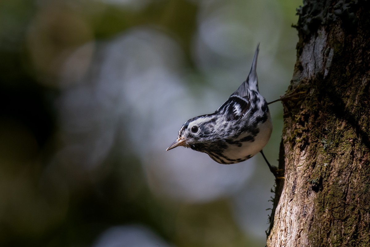 Black-and-white Warbler - ML618267972