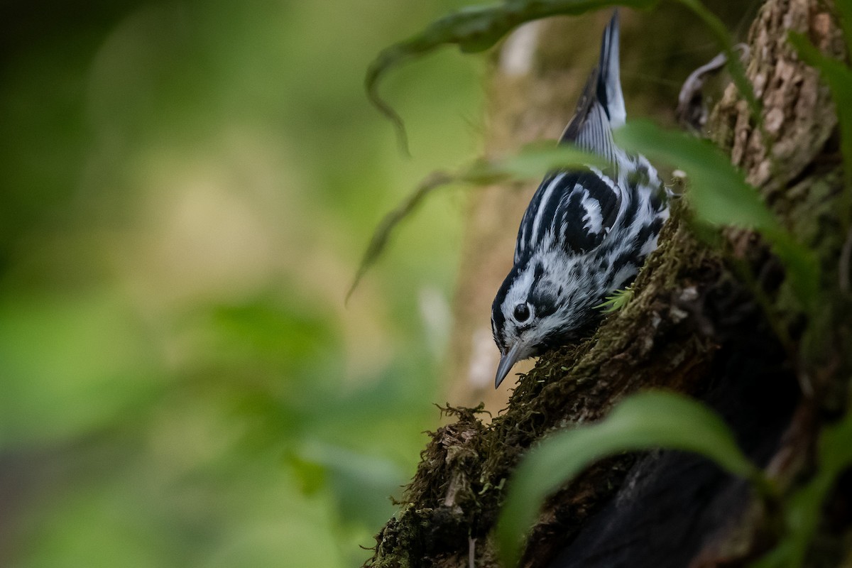 Black-and-white Warbler - ML618267974