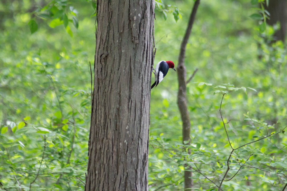 Red-headed Woodpecker - Landon Belding