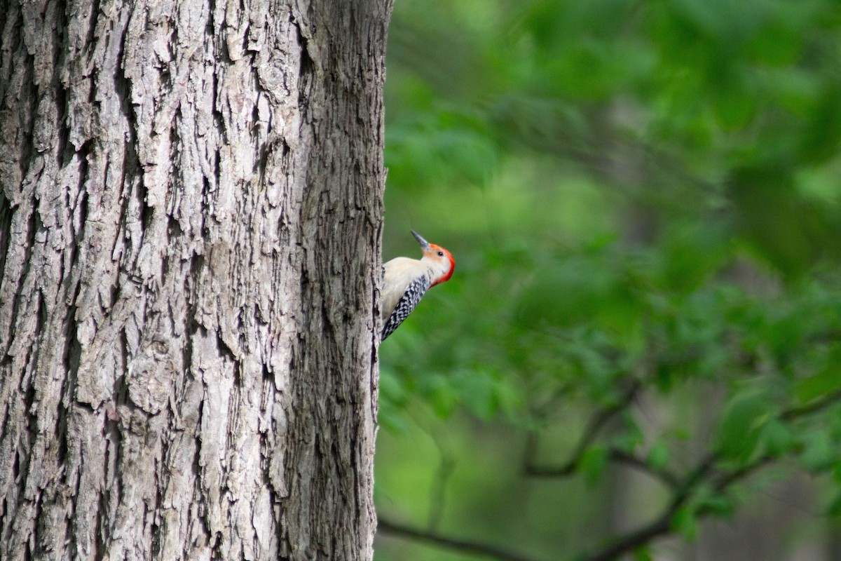 Red-bellied Woodpecker - Landon Belding