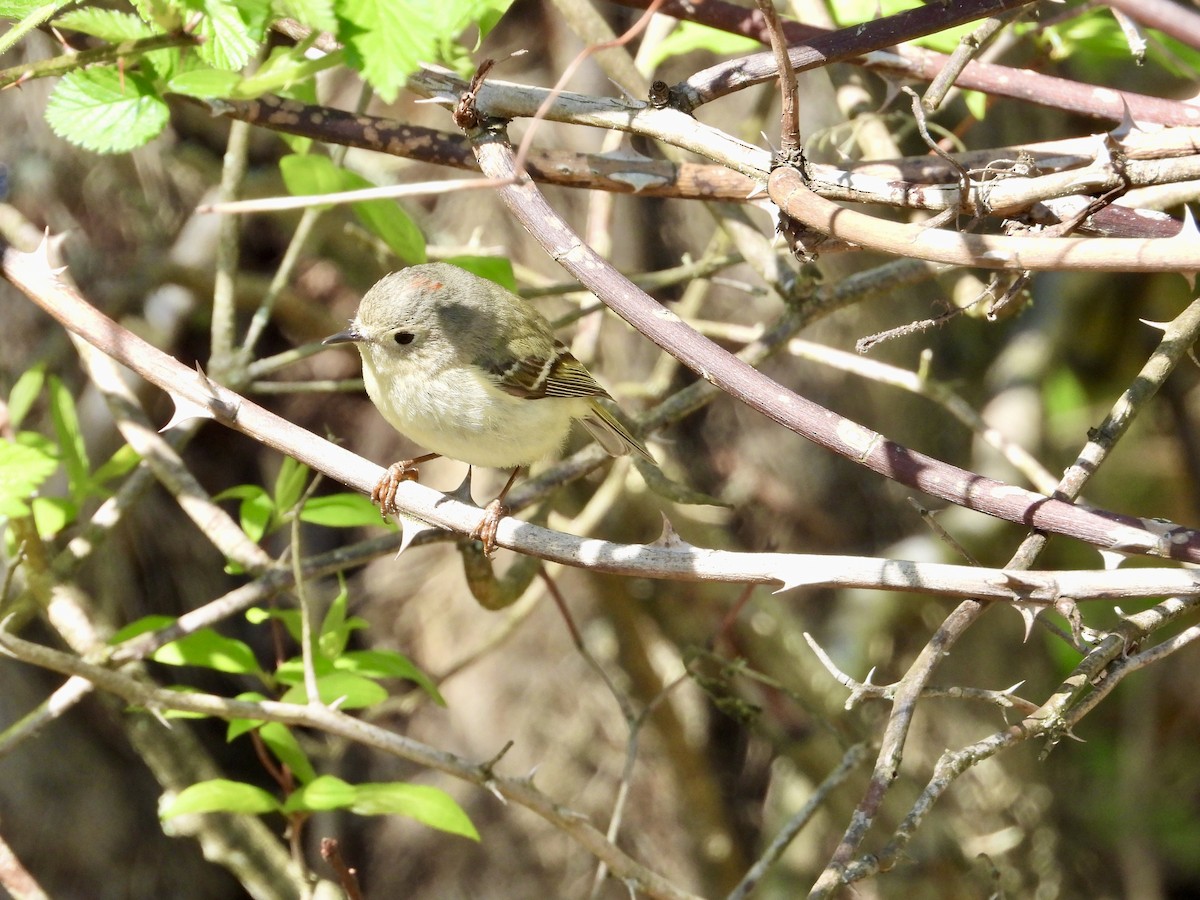 Ruby-crowned Kinglet - Ronnie DiLorenzo