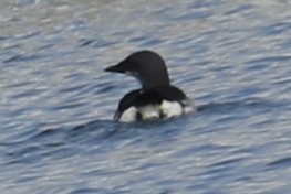 Thick-billed Murre - ML618268016