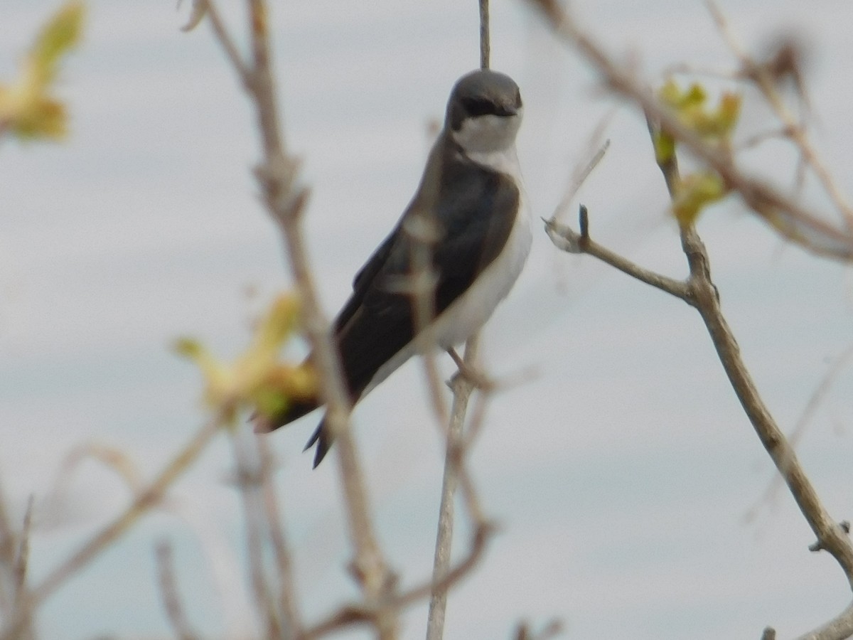 Northern Rough-winged Swallow - ML618268019