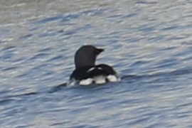 Thick-billed Murre - ML618268021