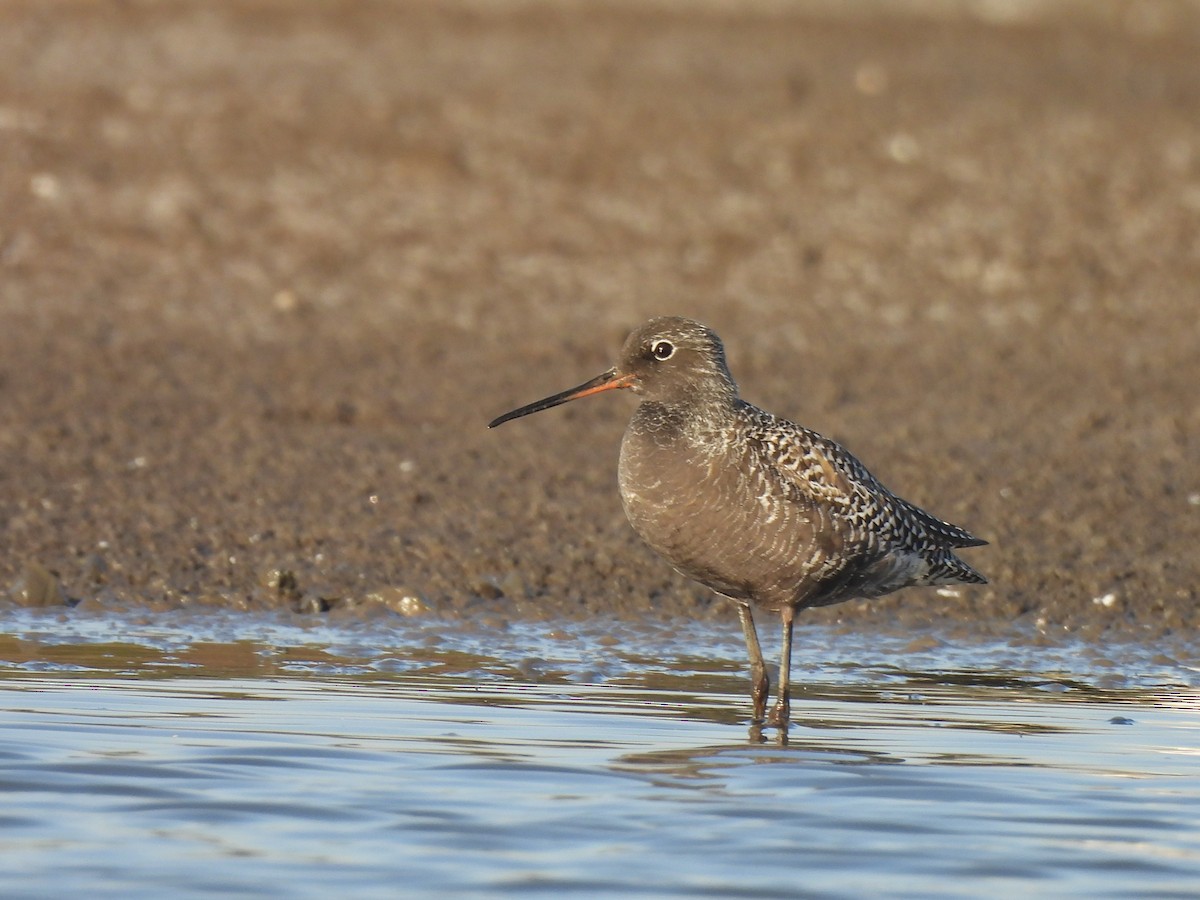 Spotted Redshank - ML618268046