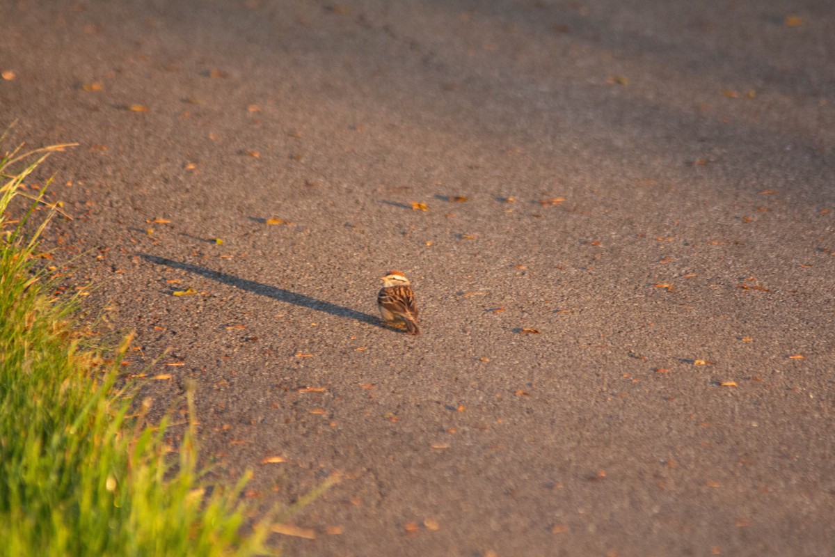 Chipping Sparrow - ML618268053