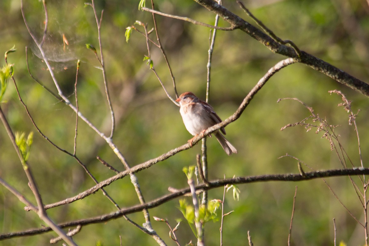 Field Sparrow - ML618268060