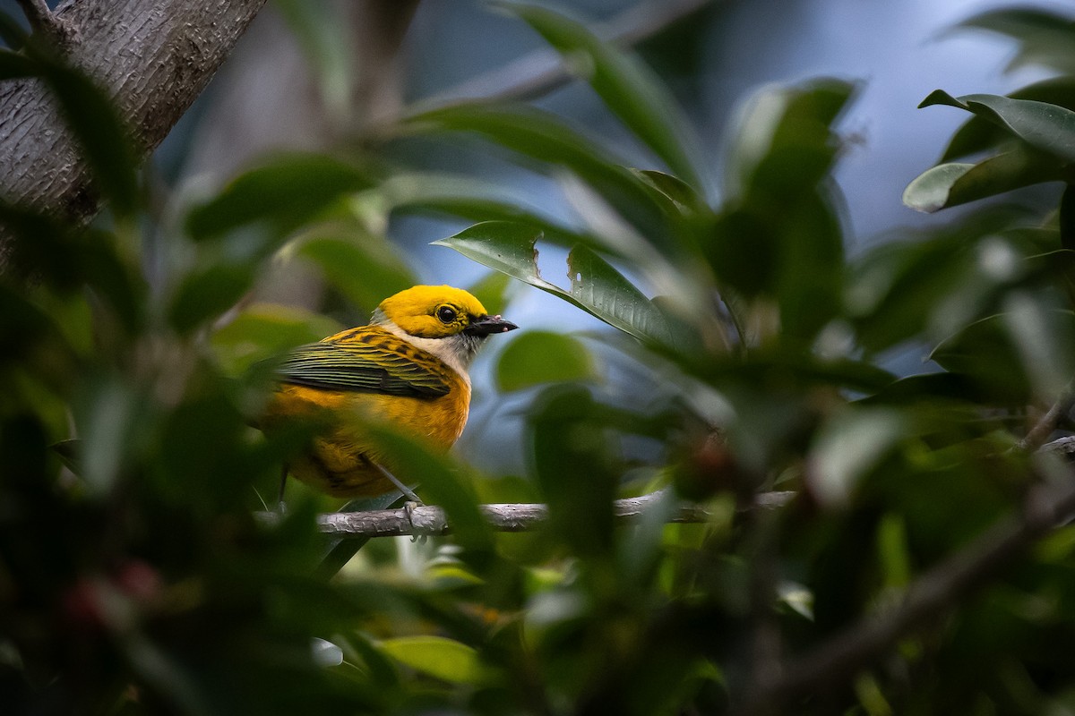 Silver-throated Tanager - ML618268073