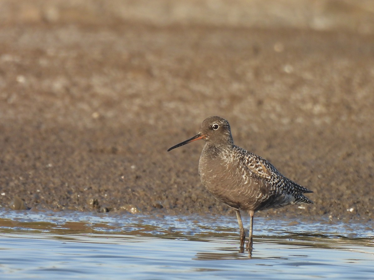 Spotted Redshank - ML618268097