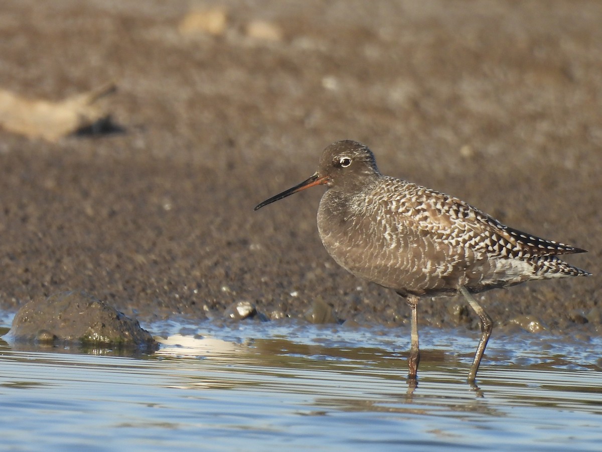 Spotted Redshank - ML618268124