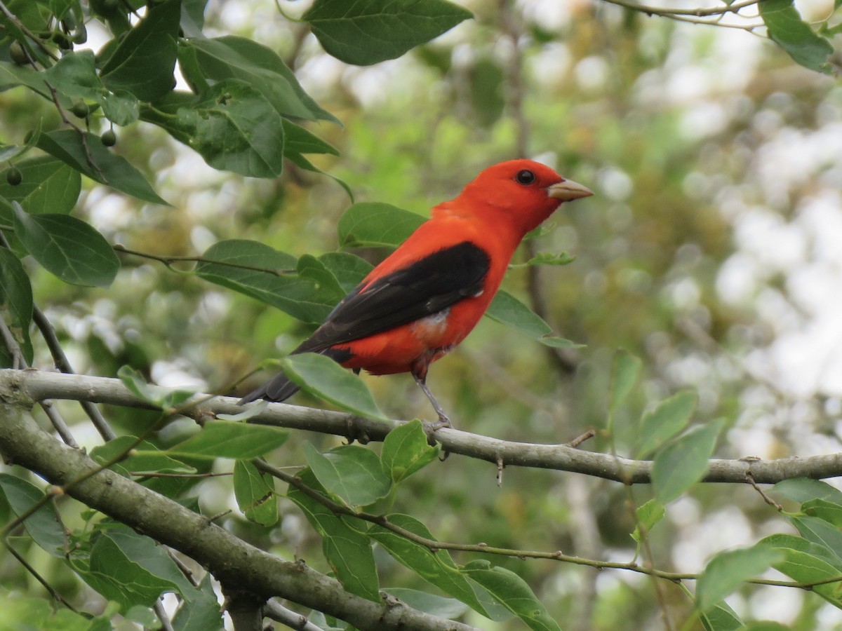 Scarlet Tanager - ML618268125