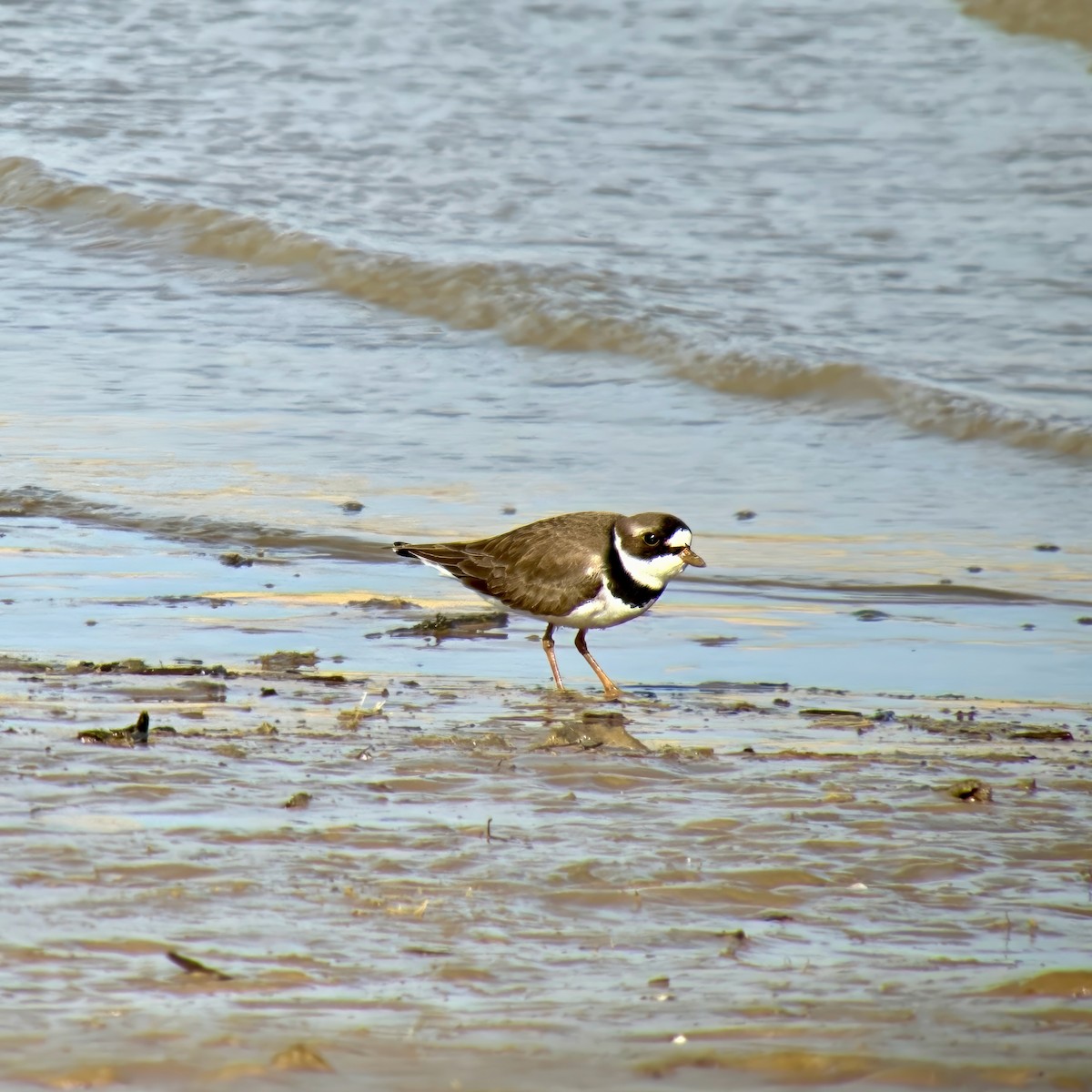 Semipalmated Plover - ML618268149