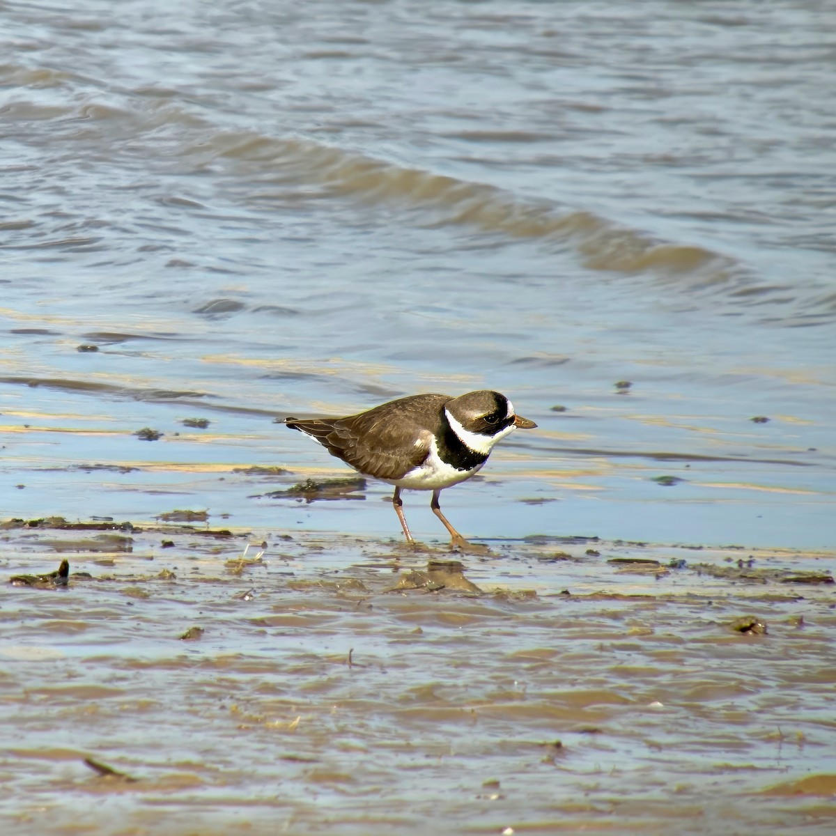 Semipalmated Plover - ML618268151