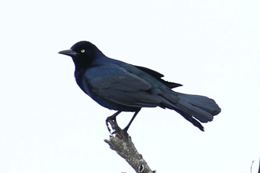 Boat-tailed Grackle - michael vedder