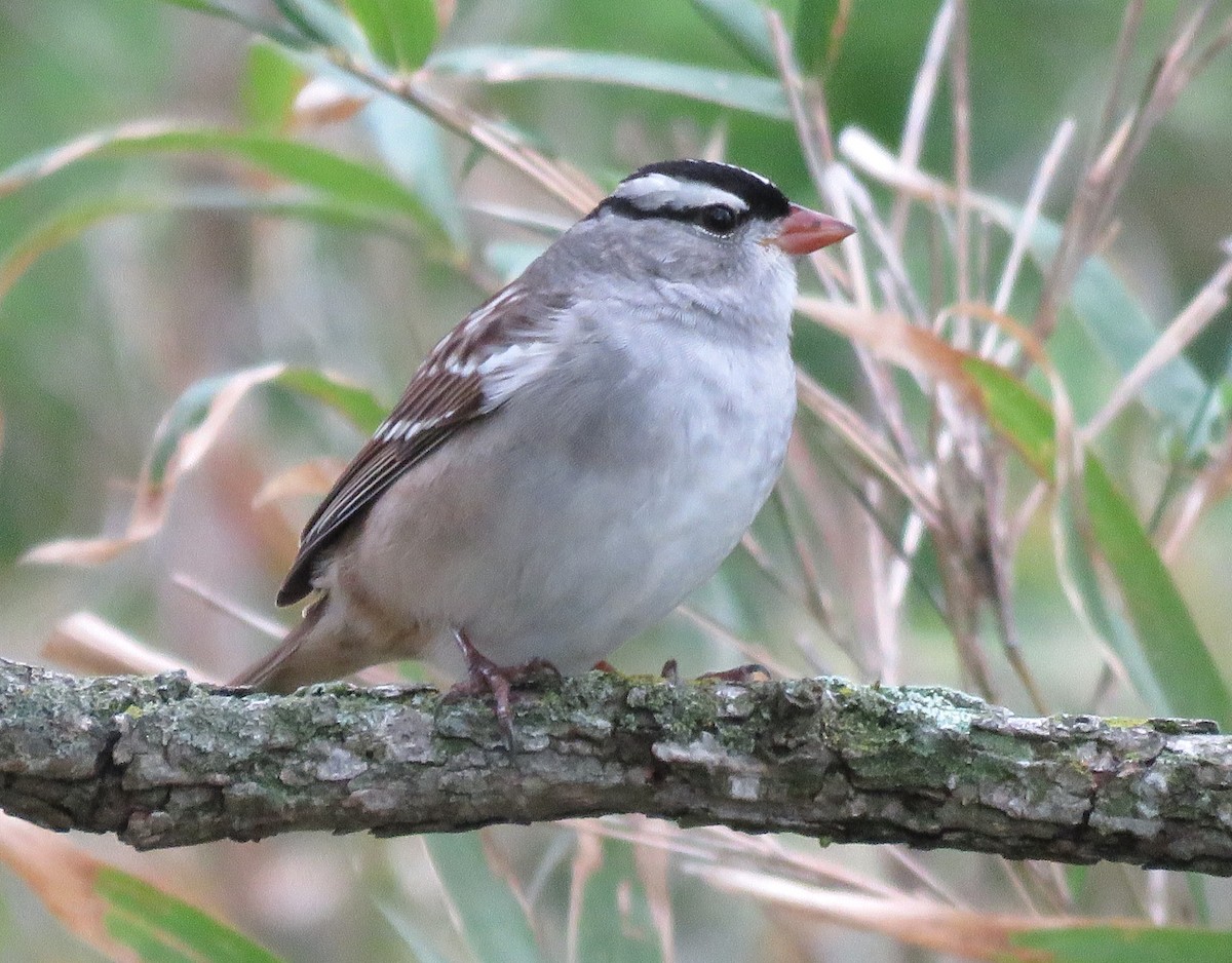 White-crowned Sparrow - ML618268157