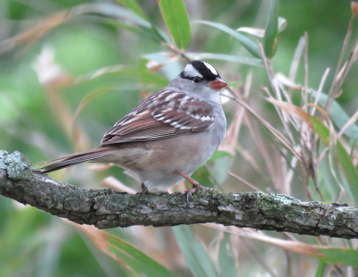 White-crowned Sparrow - ML618268158