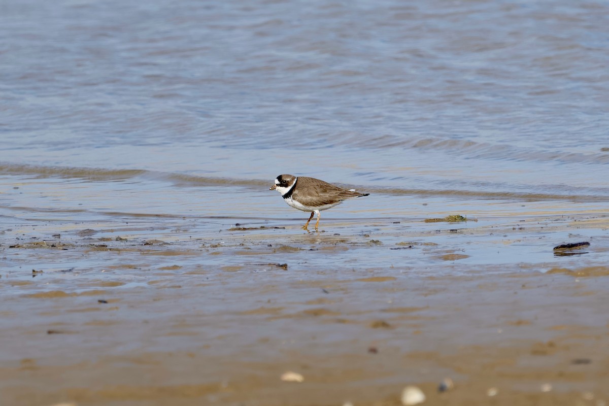 Semipalmated Plover - ML618268163