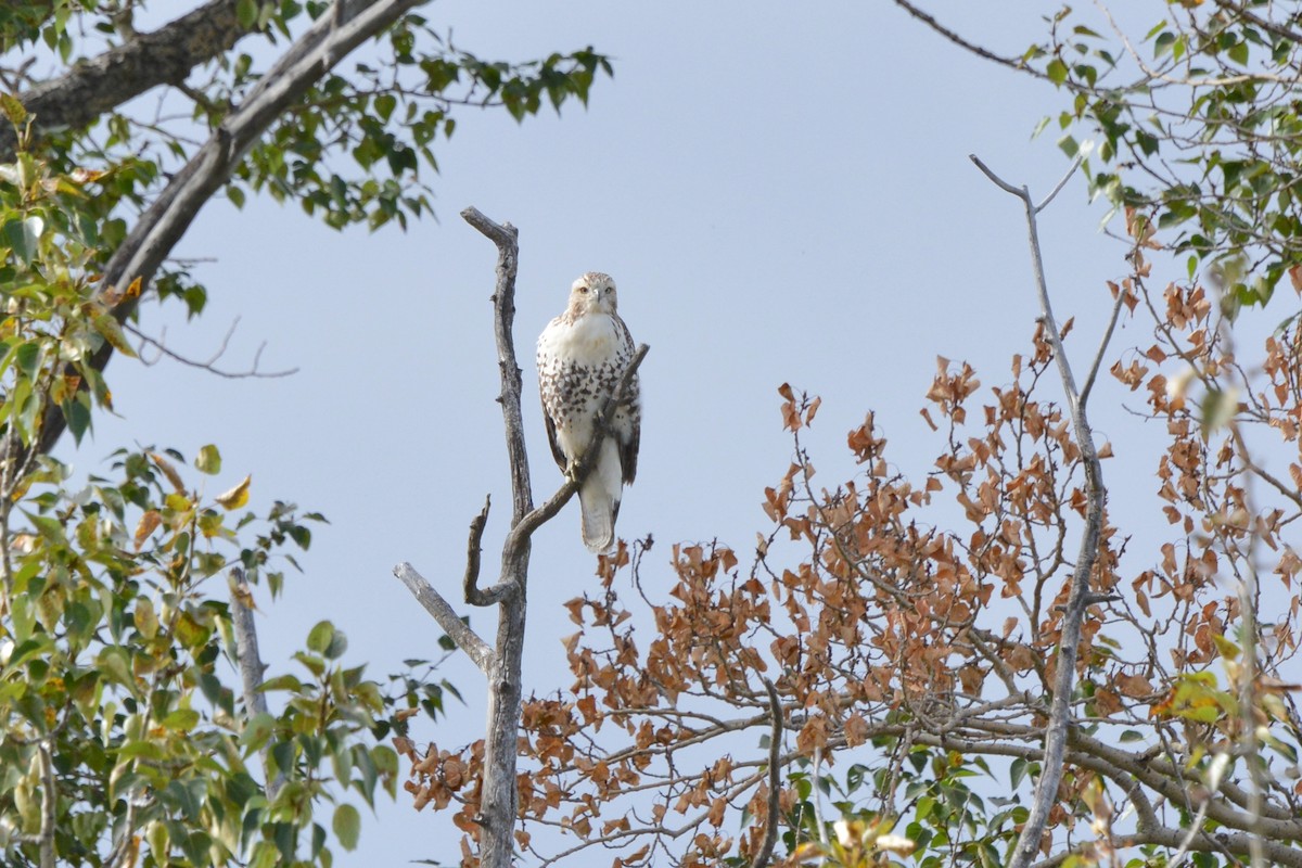 Red-tailed Hawk - ML618268172